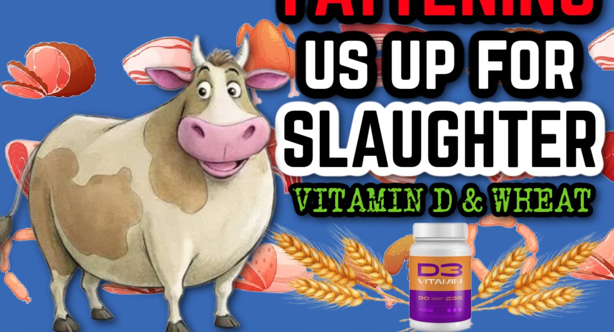 Fattening us up for SLAUGHTER: Vitamin D & Wheat