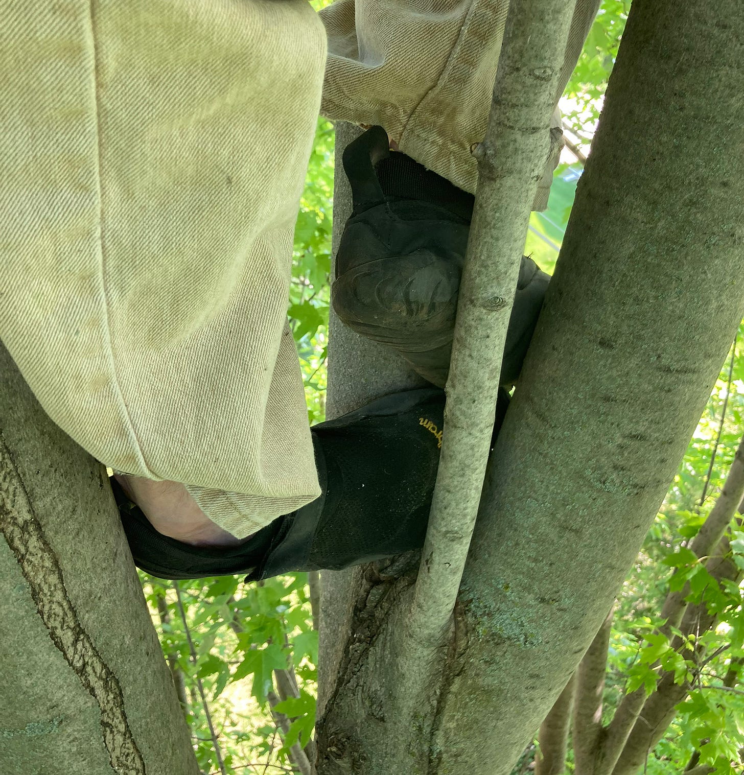 The author's feet crammed into the narrow space between vertical tree branches The author's feet crammed into the narrow space between vertical tree branches