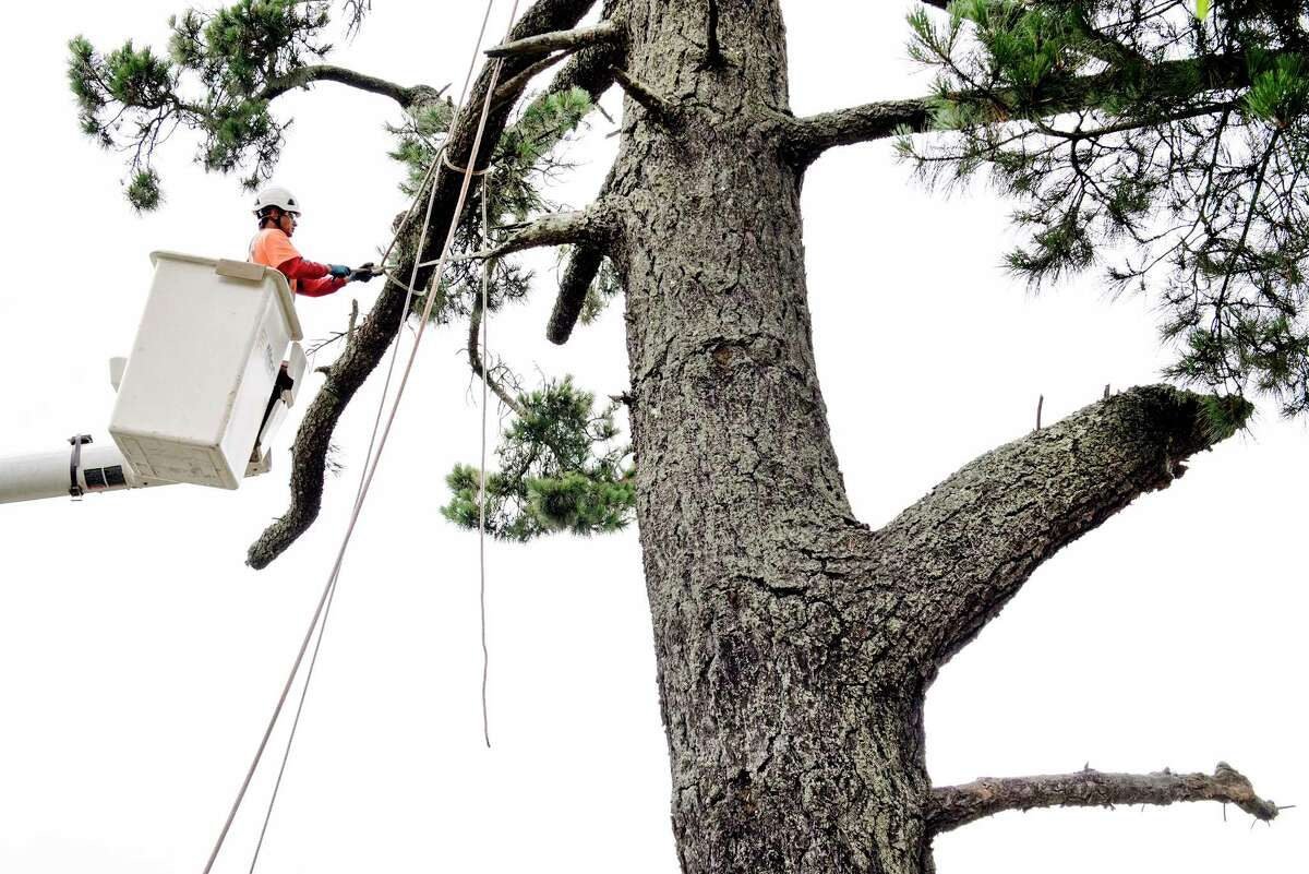 A worker with a tree service contracted by PG&E to handle vegetation management ties off branches while trimming a tree that will be removed along Skyline Blvd in Oakland in 2019.