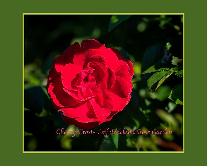 Cherry Frost rose highlighted at the Leif Erickson Rose Garden, recommended by the Lake Superior Rose Society.