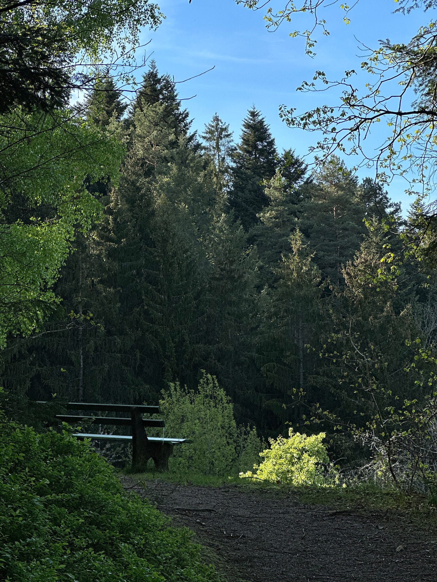A photograph of a bench in the middle of the Black Forest, Germany