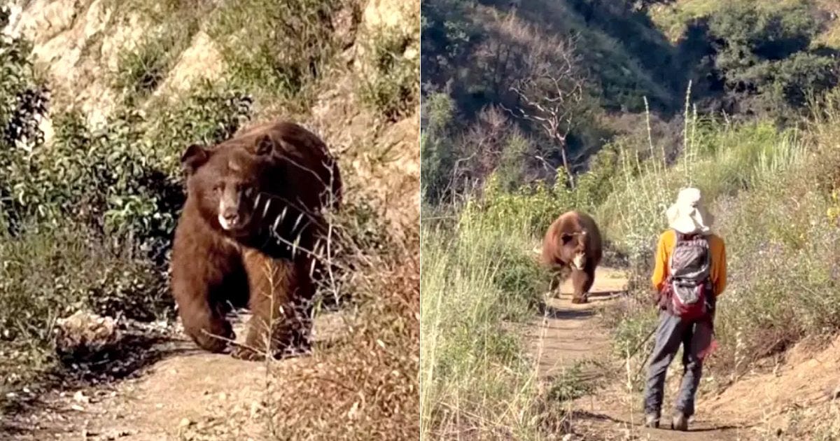 A bear approaches a hiker on a trail surrounded by greenery and rocky terrain in a natural setting.