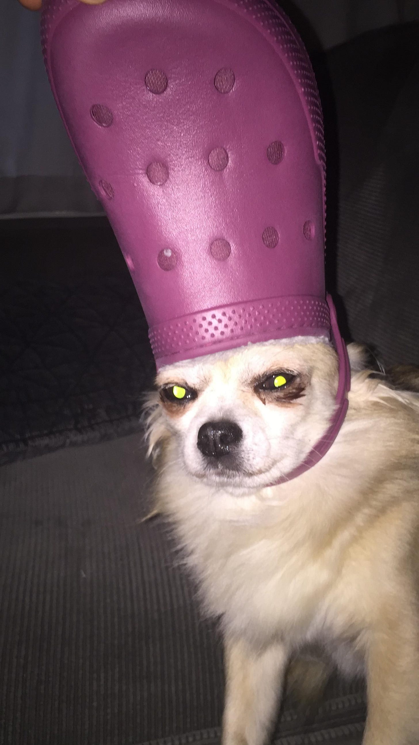 croc head dog Hot Sale - OFF 74%