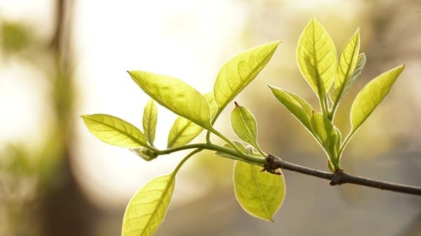L-Theanine Tea - Everything You Should Know – Zest