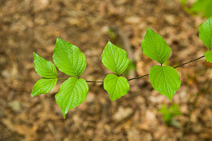 Spring growth in two trees, flowering dogwood and eastern redbud