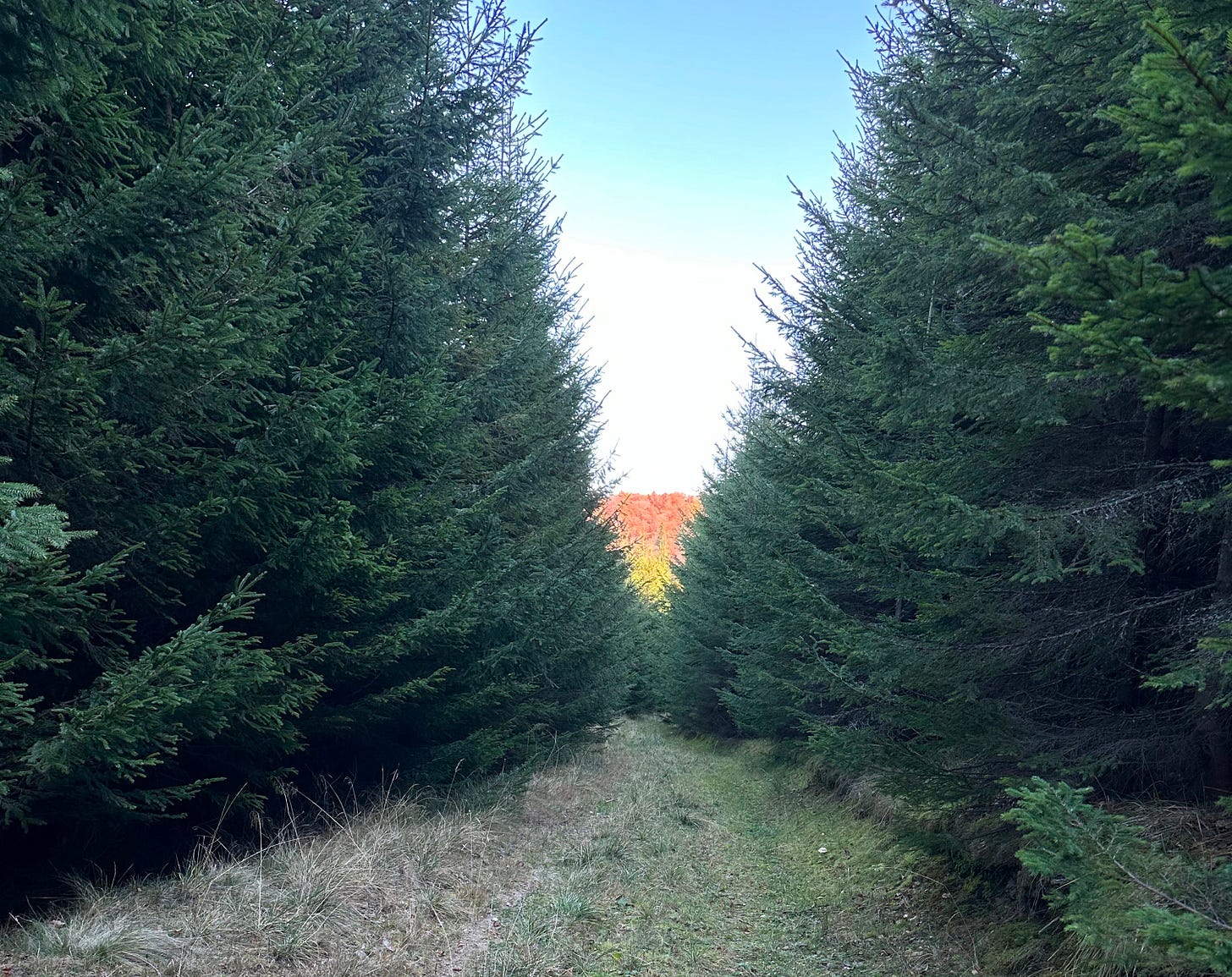On the trail, surrounded by evergreens