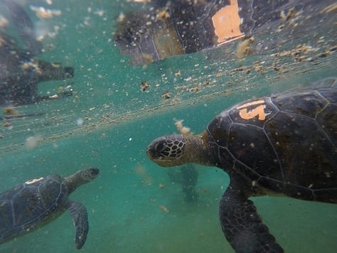 baby Green Hawaiian sea turtles swimming underwater