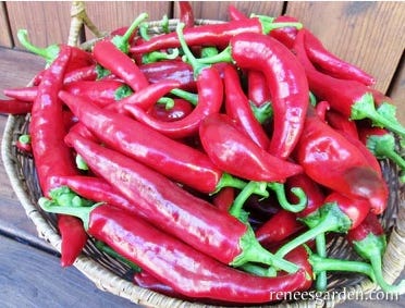 paprika pepper