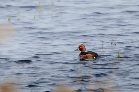 Ferruginous Duck