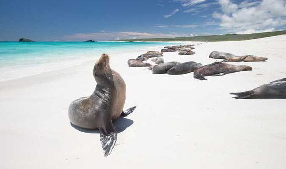 Celebrity Cruises and Silversea to launch new Galapagos routes | Cruise |  Travel | Express.co.uk