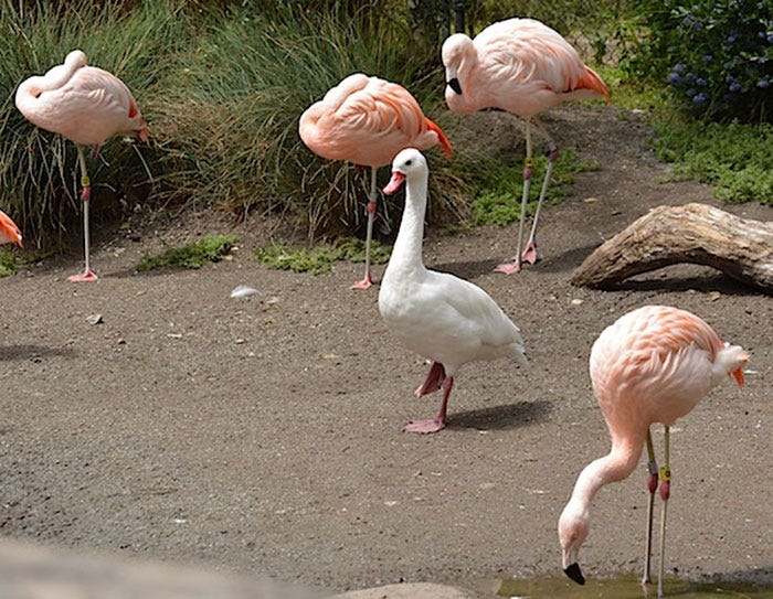 16 Ducks That Think They're Flamingos