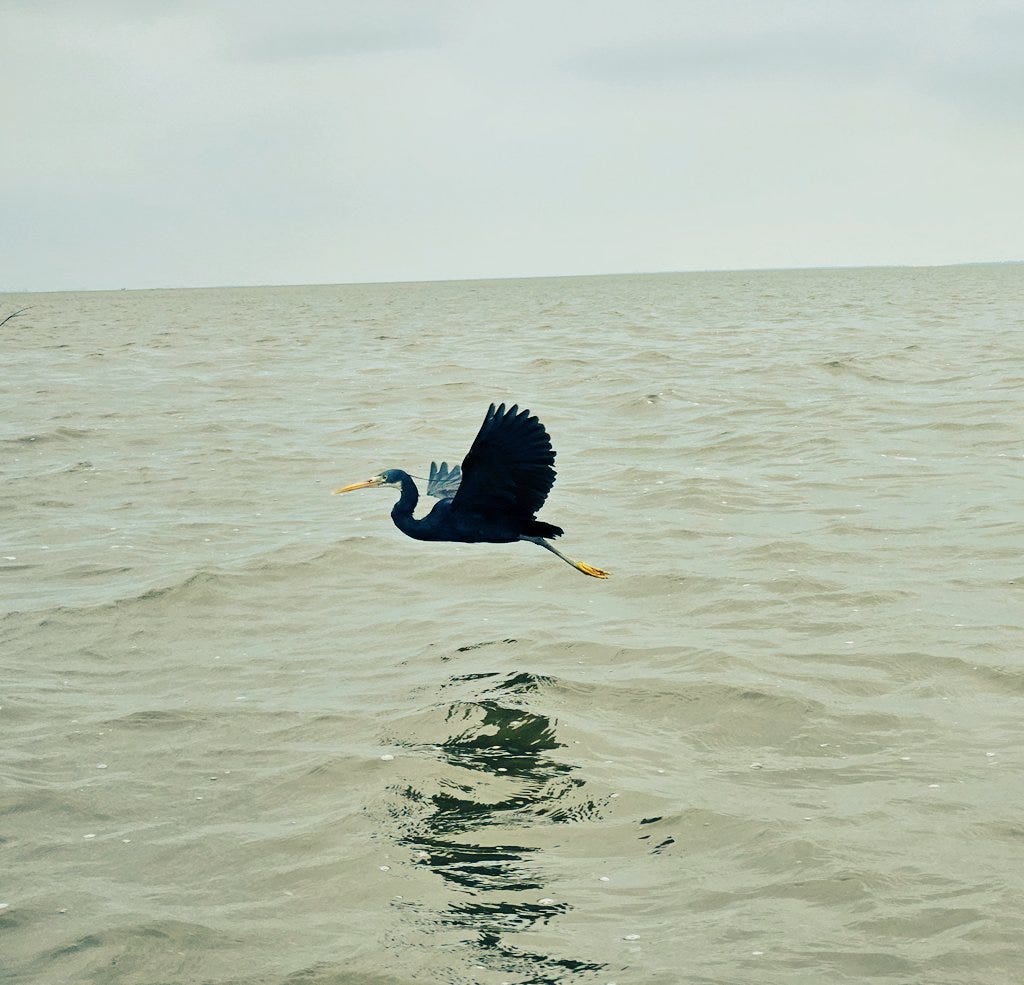 bird with blue plumage over water