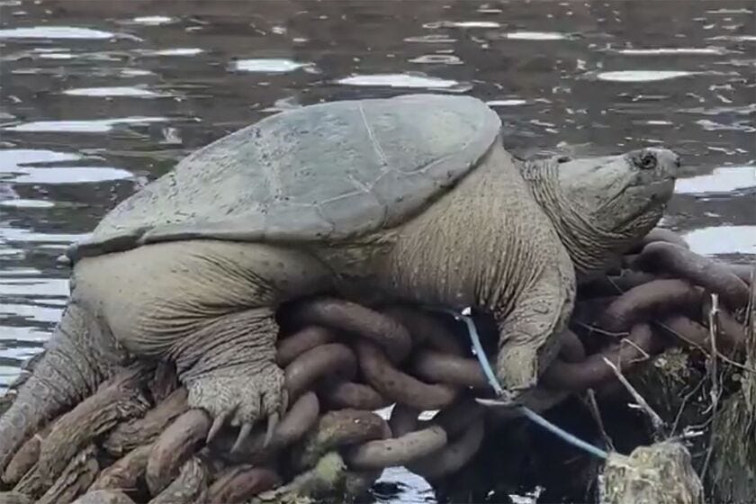 This photo provided by Joey Santore shows a snapping turtle relaxing along a Chicago River.