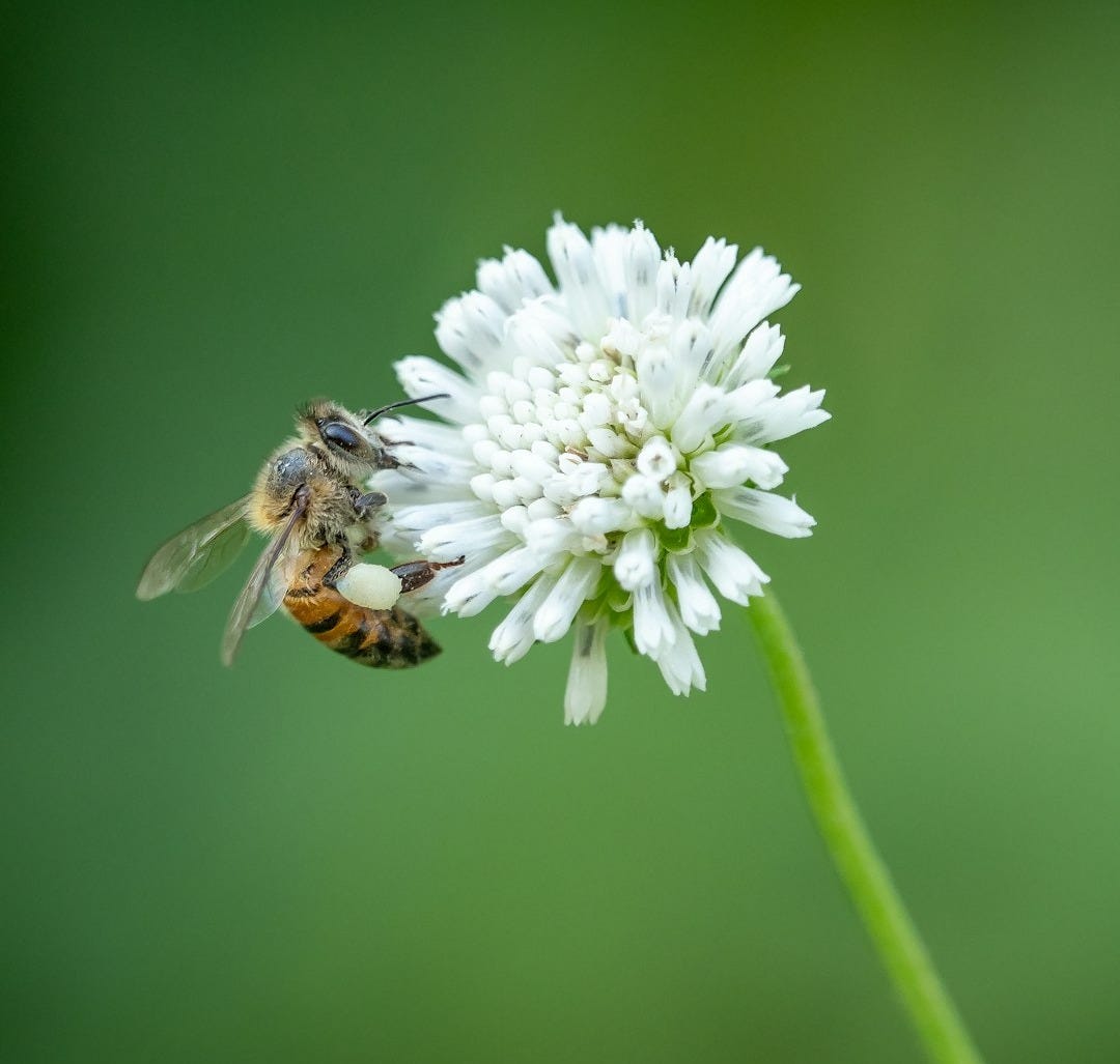 bee on white flower