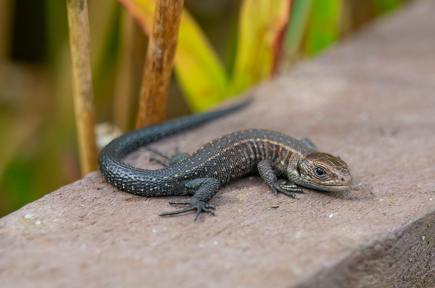 Photo of a juvenile common lizard basking on a boardwalk