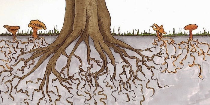Mycorrhizal fungi shaped the evolution of terrestrial plants | Plantae