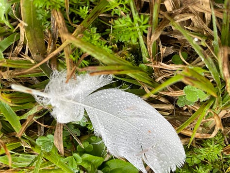 kookaburra feather magpie