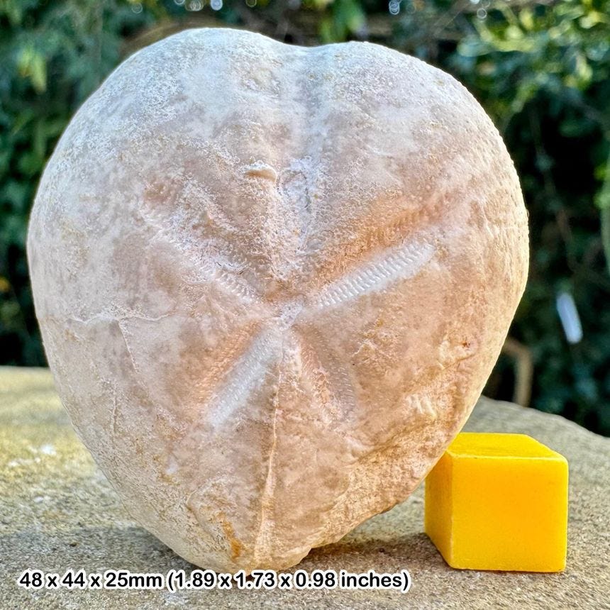 Fossil echinoid (sea urchin: micraster cortestudinarium) – chalk, cretaceous, downs near brighton, sussex, uk