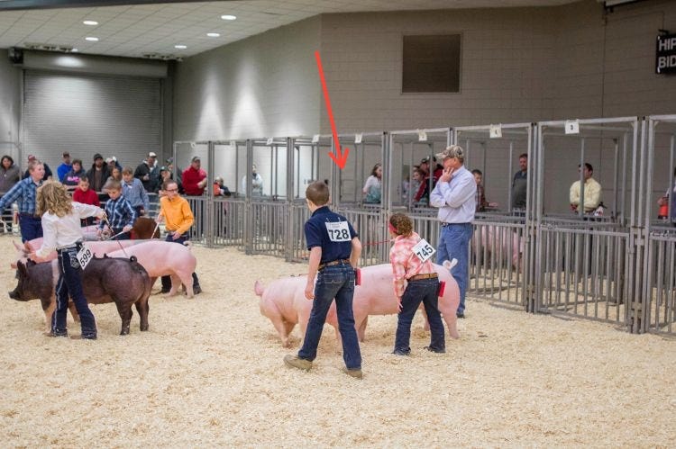 Pigs in a show ring; an arrow points down to a set of small pens on the side of the ring