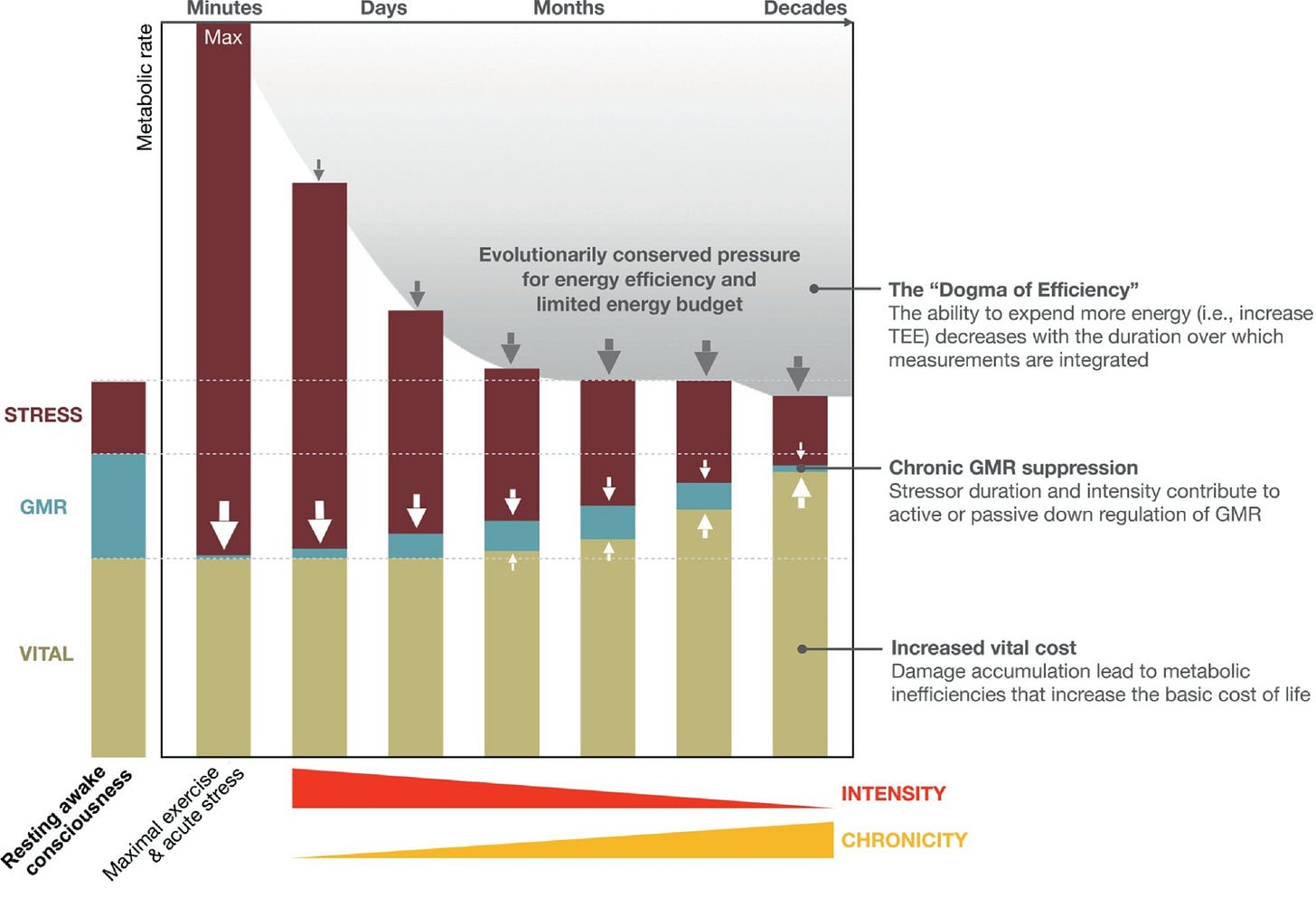This figure shows how our energy allocation changes over time when exposed to stressors that endure for longer durations. The body ultimately compensates to bring the energy expenditure down to the energy budget baseline. This figure shows how our energy allocation changes over time when exposed to stressors that endure for longer durations. The body ultimately compensates to bring the energy expenditure down to the energy budget baseline.