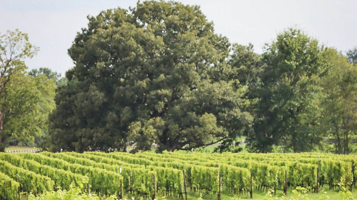 Virginia producer says freeze will limit its 2026 vintage to one wine