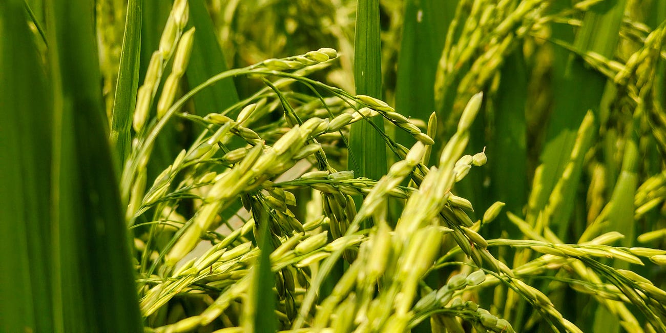 Basmati Without a Passport: Kenyan Court of Appeal on Registration, Recognition, and the Constitutional Limits of TRIPS in Kenyan Trade Mark Law