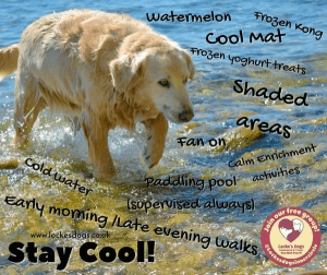 A yellow dog in water surrounded by words to aid against heatstroke in dogs