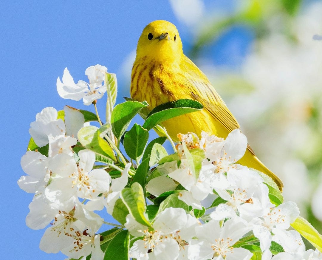 yellow bird perched on white flower