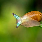 A Parasite, Clickbait and Honesty