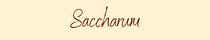 Saccharum