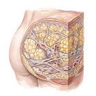 Lipedema and Fascia