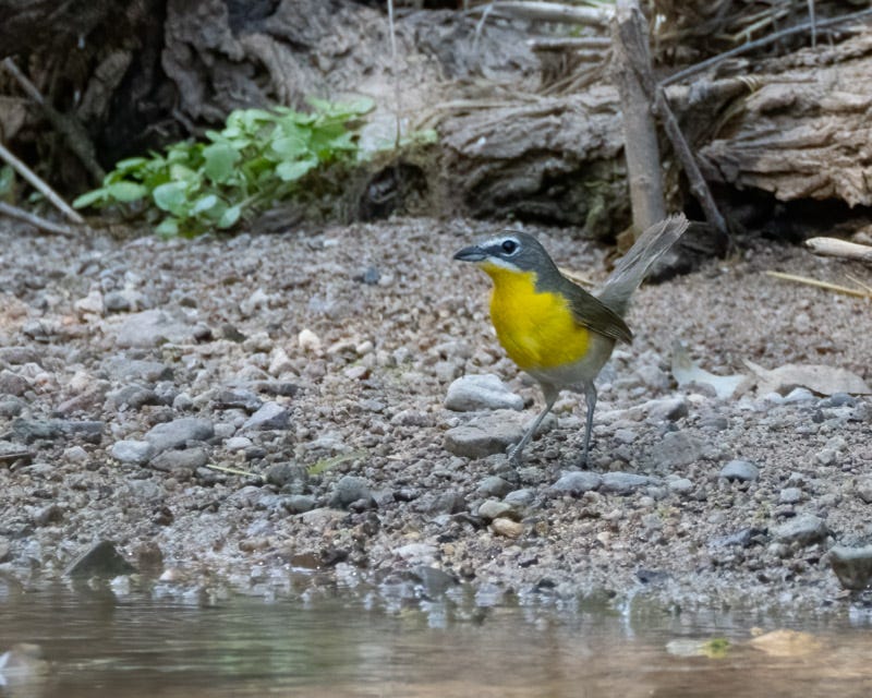 20250710-SantaGertrudis-49-Edit.jpg 20250710-SantaGertrudis-49-Edit.jpg