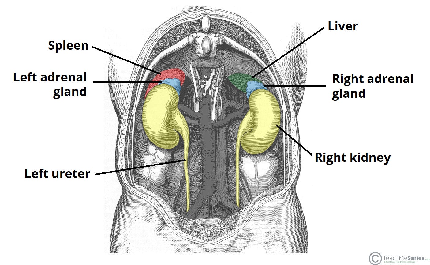 The Adrenal Glands - Location - Structure - TeachMeAnatomy The Adrenal Glands - Location - Structure - TeachMeAnatomy