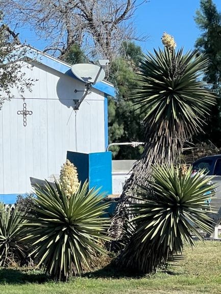 Yucca plant