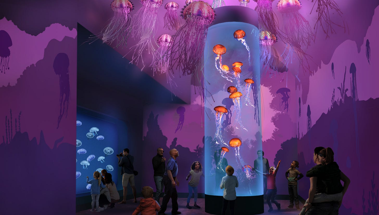 The Jellyfish Experience SeaWorld San Diego