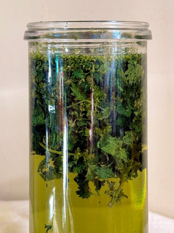 Green stinging nettle cold-infusing in water in a tall glass jar. The water is vibrant green - a perfect, nourishing herbal tea. 