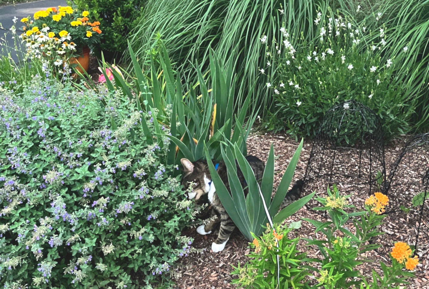 Color photograph of a tabby cat inspecting a catnip bush in a garden