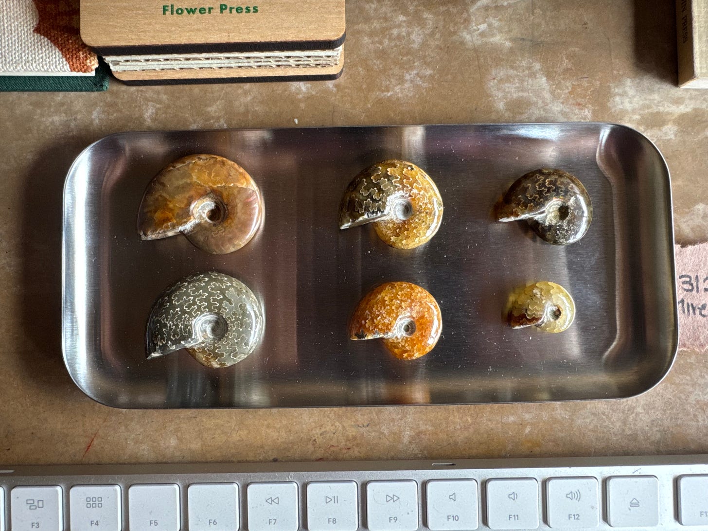 Six ammonites in a tray.