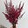 Astilbe Rojo's avatar