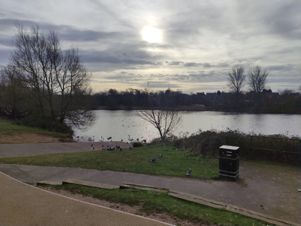 Birds gather by the edge of the lake, with bare winter trees dotted around parts of the edge