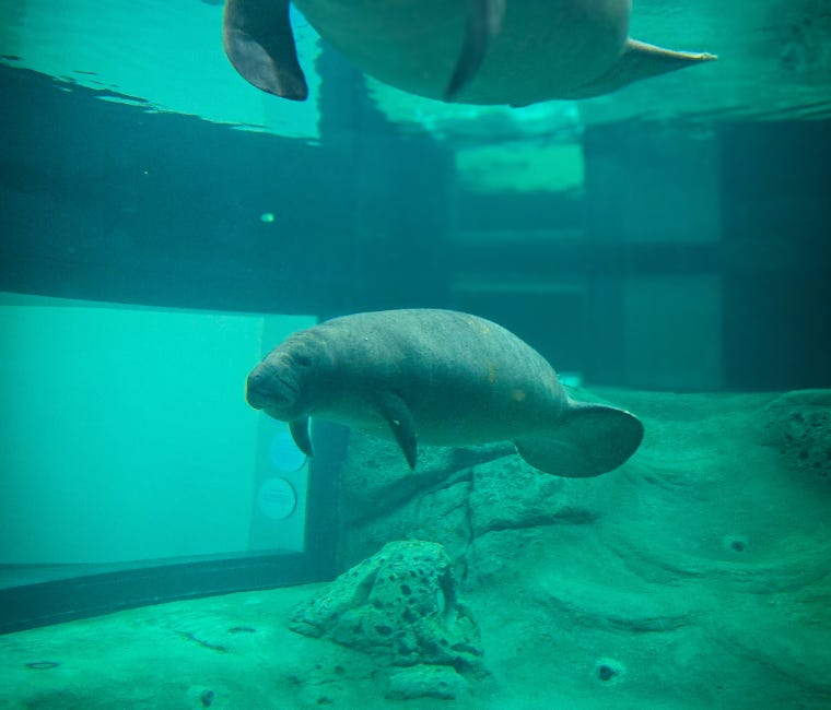The Bishop Museum of Science and Nature Welcomes Two New Manatee Patients to Parker Manatee Rehabilitation Habitat