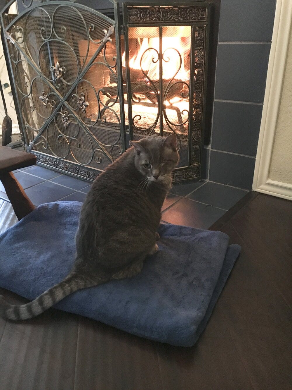 Cutie & Fireplace.jpeg