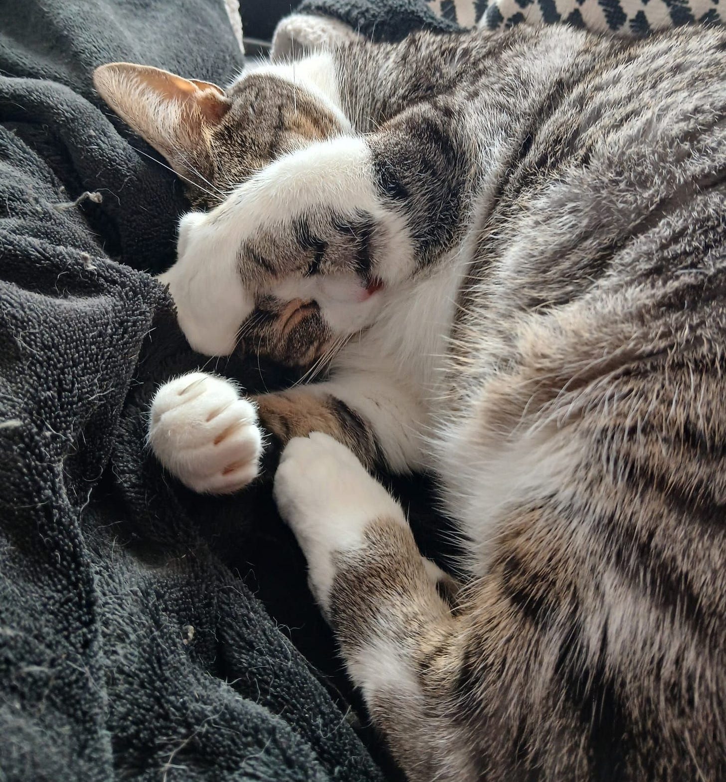 Tupi is curled in a tight ball, cover their face with their paws, almost concealing their dark nose spot. Tupi is curled in a tight ball, cover their face with their paws, almost concealing their dark nose spot.