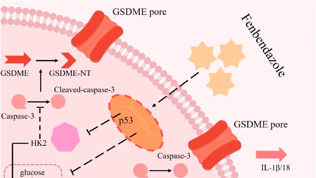 Fenbendazole in Cancer – New Anti-cancer Mechanism Discovered in This 2025 Paper: Pyroptosis in Breast Cancer Cells