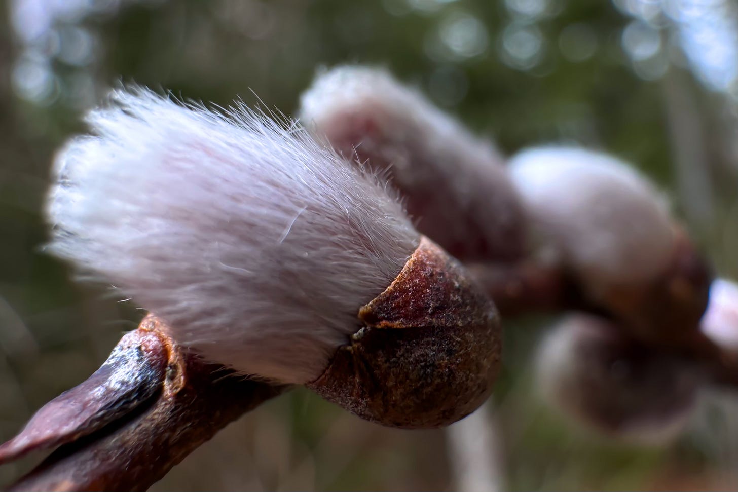 A close-up of an emerging Pussy Willow blossom showcases the silky white fibers that fade to pink at the base.