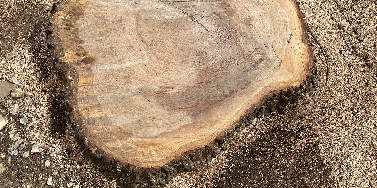 The Big "Heritage" Tree in Our Yard