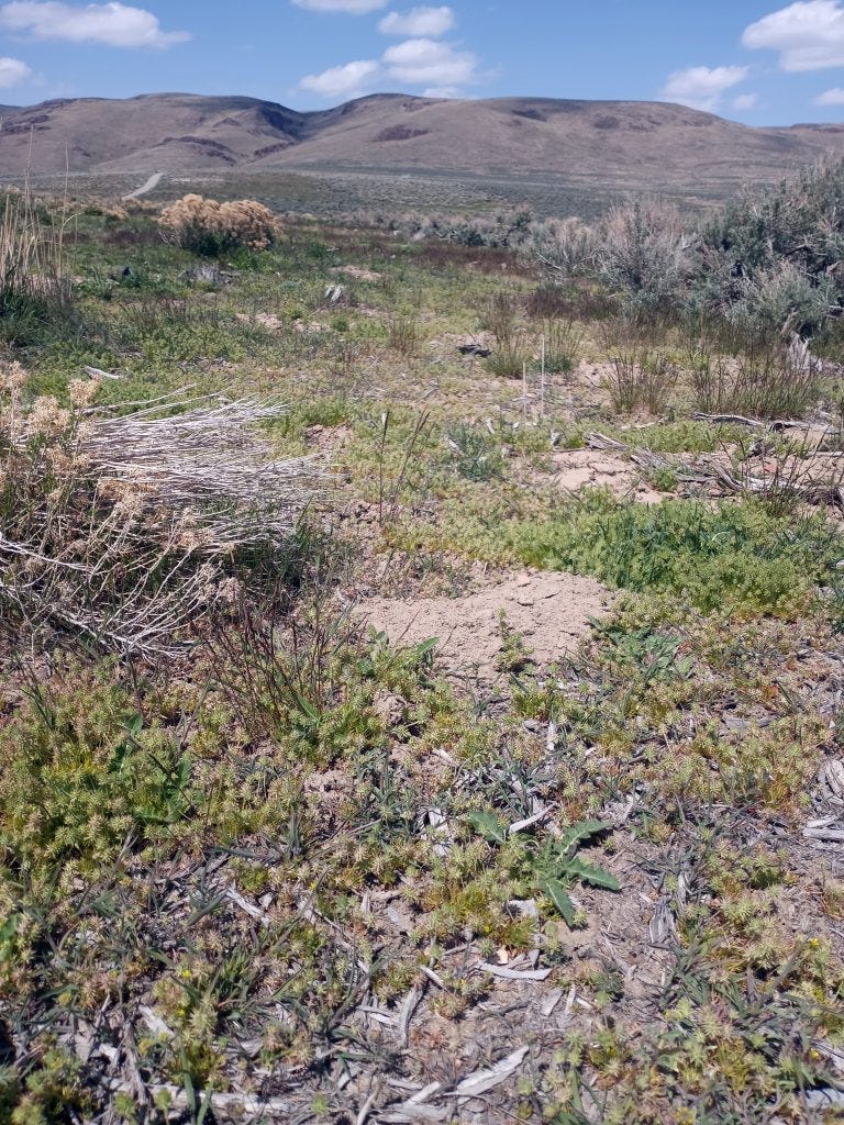 Photo 30: Depression drainages to follow Yampa