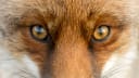 Fauna femminile plurale