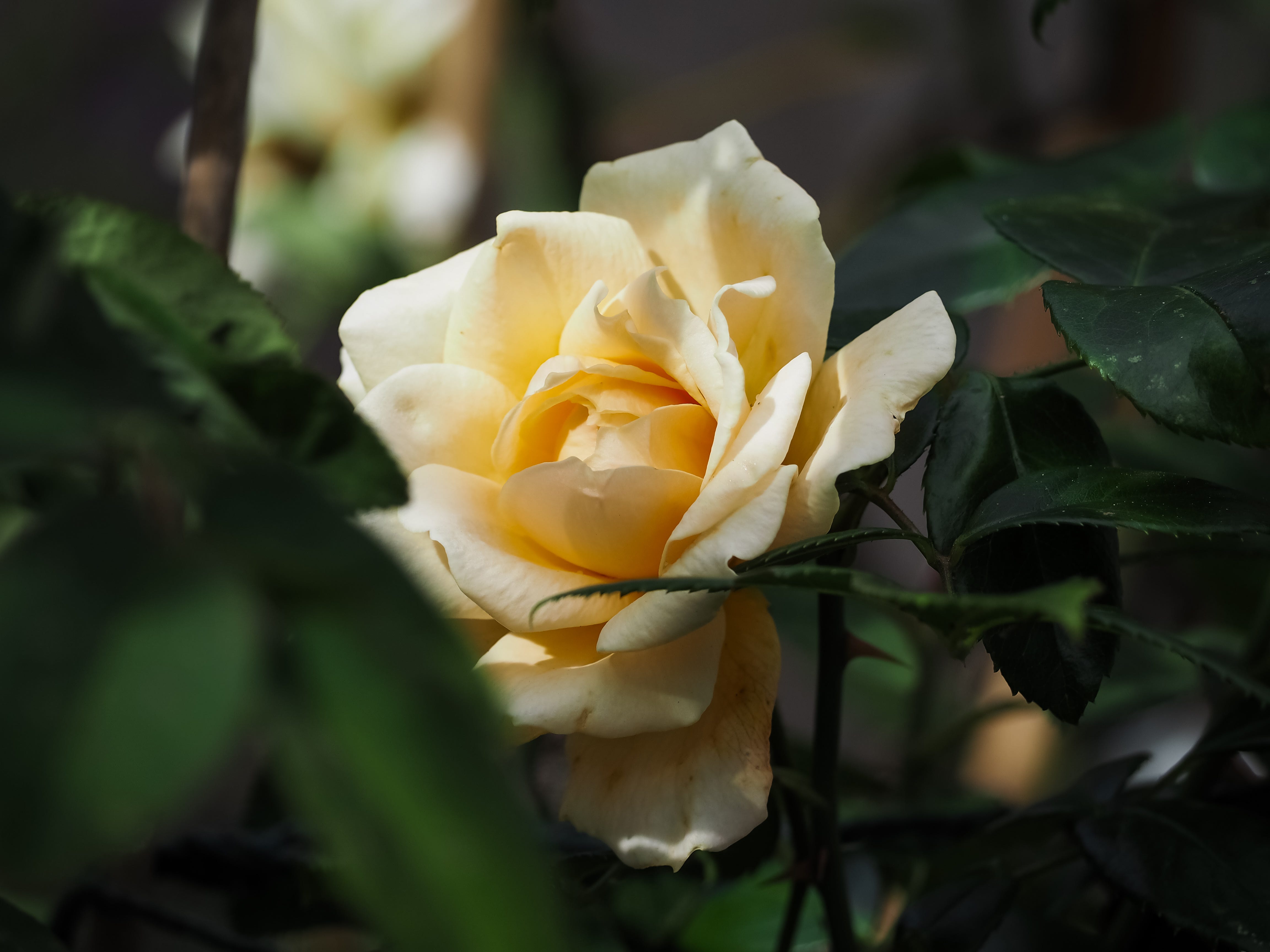Slow Notes: Thoughts on slowing down and savouring the season