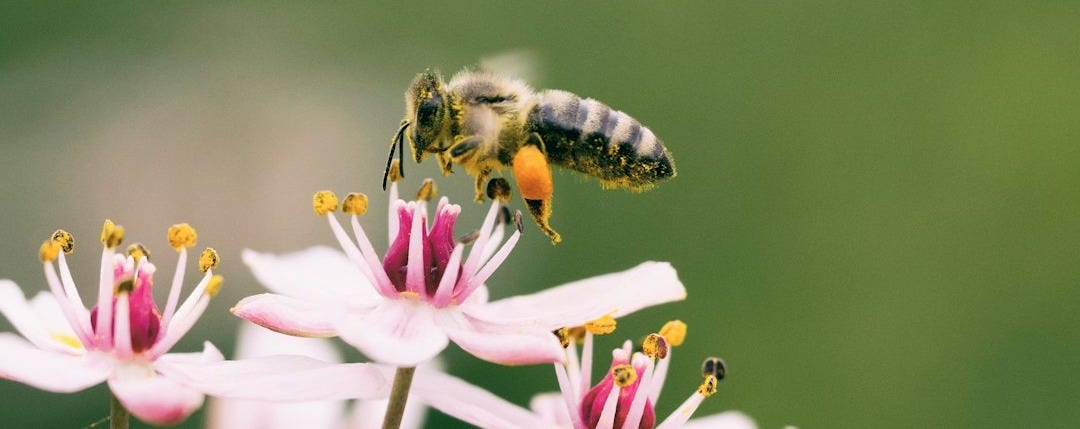 shallow focus photography of bee on flower shallow focus photography of bee on flower